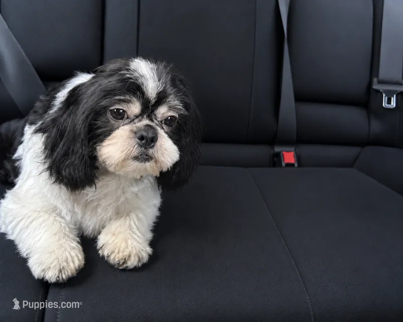 Oreo – Shih Tzu puppy for sale in Hickory, NC