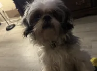 Snickers, a male Shih Tzu for sale in Hickory, NC – 2 of 4