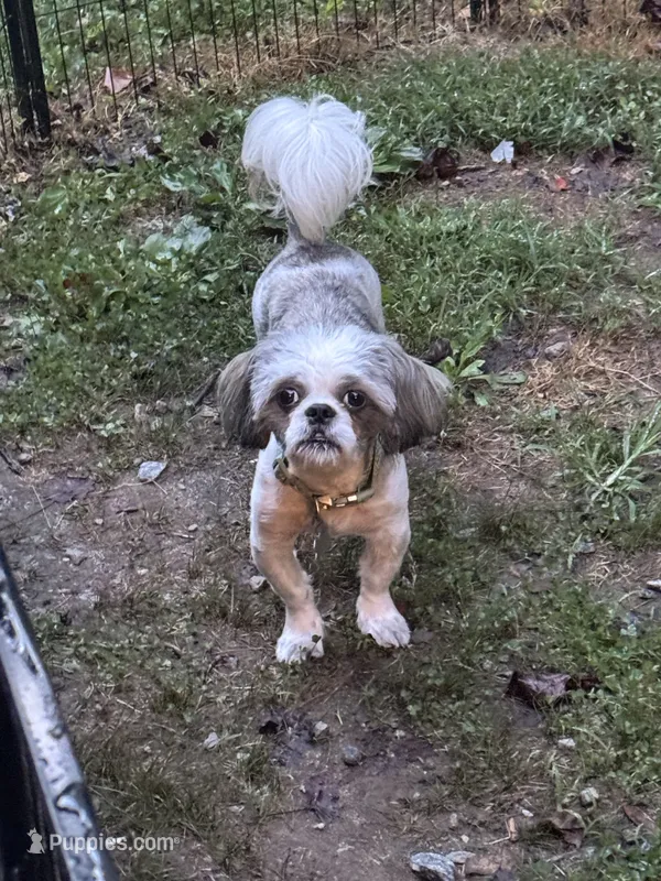 Snickers – Shih Tzu puppy on hold in Hickory, NC