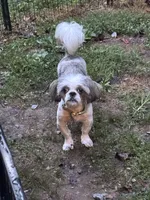 Snickers, a male Shih Tzu for sale in Hickory, NC – 1 of 3