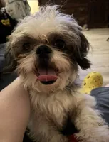 Snickers, a male Shih Tzu for sale in Hickory, NC – 4 of 4