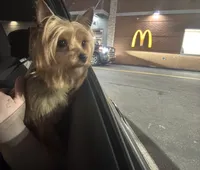 Layla, a female Yorkshire Terrier for sale in Hickory, NC – 3 of 4