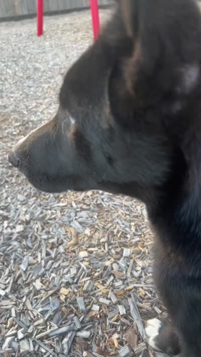 Niko, a male German Shepherd Dog for sale in Austell, GA – 3 of 3
