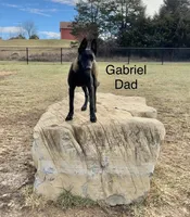 AKC/DNA Proven European Belgian Malinois- BLUE , a male Belgian Malinois for sale in Belvidere, NC – Photo 7 of 8