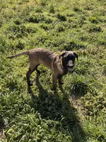 AKC/DNA Proven European Belgian Malinois- BLUE , a male Belgian Malinois for sale in Belvidere, NC – Photo 5 of 8