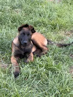 AKC/DNA Proven European Belgian Malinois- BLUE , a male Belgian Malinois for sale in Belvidere, NC – Photo 2 of 8