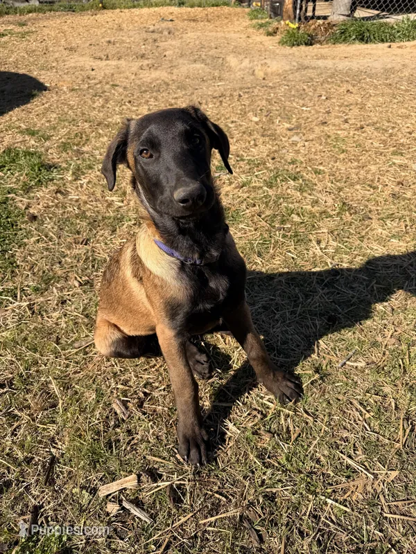 European Working Line Belgian Malinois Male – AKC Registered BLUE  – Belgian Malinois puppy for sale in Belvidere, NC