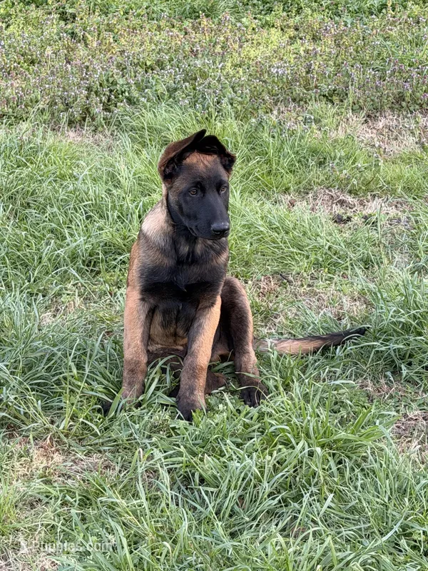 AKC/DNA Proven European Belgian Malinois- BLUE  – Belgian Malinois puppy for sale in Belvidere, NC