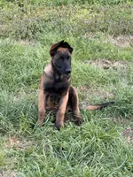 AKC/DNA Proven European Belgian Malinois- BLUE , a male Belgian Malinois for sale in Belvidere, NC – Photo 1 of 8