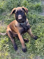AKC/DNA Proven European Belgian Malinois- Light Blue , a male Belgian Malinois for sale in Belvidere, NC – Photo 3 of 9