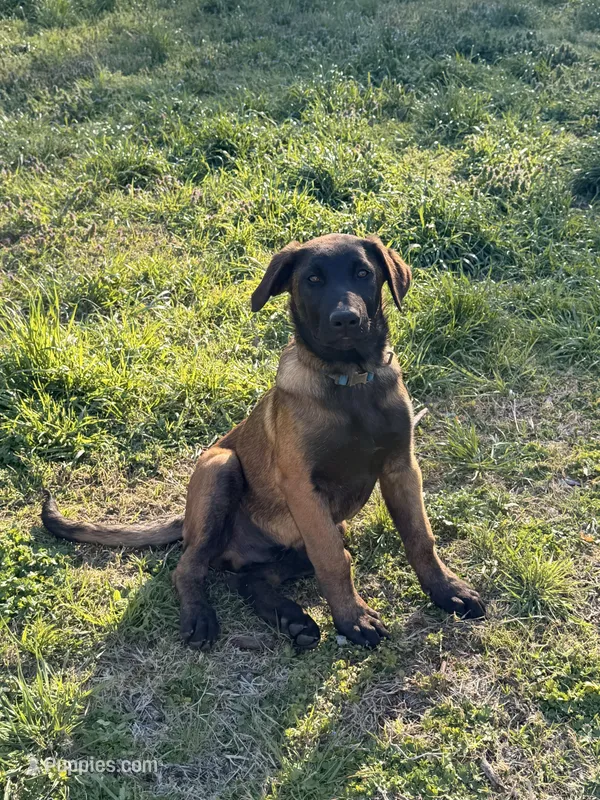 AKC/DNA Proven European Belgian Malinois- Light Blue  – Belgian Malinois puppy for sale in Belvidere, NC