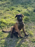 AKC/DNA Proven European Belgian Malinois- Light Blue , a male Belgian Malinois for sale in Belvidere, NC – Photo 1 of 9