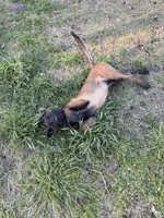 AKC/DNA Proven European Belgian Malinois- Light Blue , a male Belgian Malinois for sale in Belvidere, NC – Photo 5 of 9