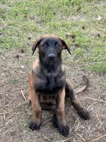 AKC/DNA Proven European Belgian Malinois- Light Blue , a male Belgian Malinois for sale in Belvidere, NC – Photo 7 of 9
