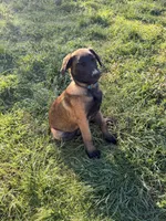 AKC/DNA Proven European Belgian Malinois- Light Blue , a male Belgian Malinois for sale in Belvidere, NC – Photo 4 of 9