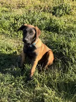 AKC/DNA Proven European Belgian Malinois- Light Blue , a male Belgian Malinois for sale in Belvidere, NC – Photo 2 of 9