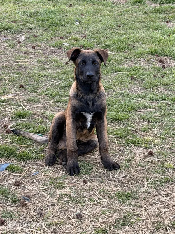 Yellow – Belgian Malinois puppy for sale in Belvidere, NC