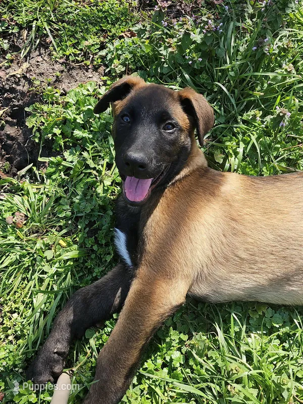 Yellow – Belgian Malinois puppy for sale in Belvidere, NC