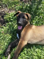 Yellow, a male Belgian Malinois for sale in Belvidere, NC – Photo 1 of 4