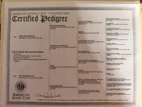 Yellow, a male Belgian Malinois for sale in Belvidere, NC – Photo 4 of 4