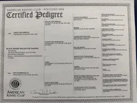 Blue, a male Belgian Malinois for sale in Belvidere, NC – Photo 4 of 7