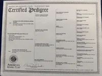 Blue, a male Belgian Malinois for sale in Belvidere, NC – Photo 3 of 7