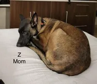 Blue, a male Belgian Malinois for sale in Belvidere, NC – Photo 6 of 7