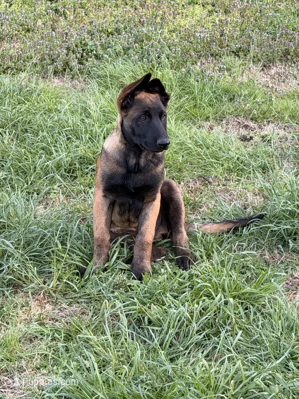 Blue – Belgian Malinois puppy for sale in Belvidere, NC