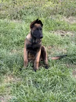 Blue, a male Belgian Malinois for sale in Belvidere, NC – Photo 1 of 7