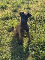 AKC/DNA Proven European working bloodlines, a male Belgian Malinois for sale in Belvidere, NC – Photo 6 of 9