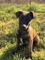 AKC/DNA Proven European working bloodlines, a male Belgian Malinois for sale in Belvidere, NC – Photo 3 of 9