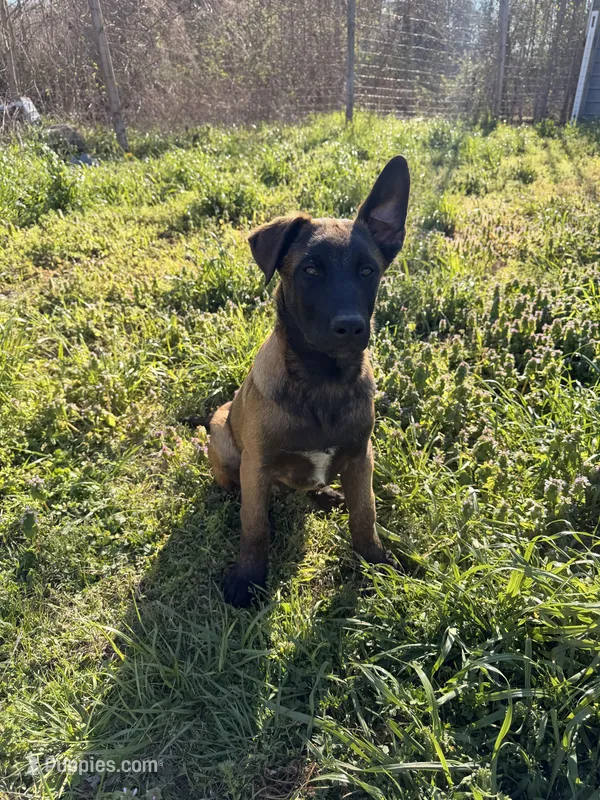 AKC/DNA Proven European working bloodlines – Belgian Malinois puppy on hold in Belvidere, NC