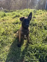 AKC/DNA Proven European working bloodlines, a male Belgian Malinois for sale in Belvidere, NC – Photo 1 of 9