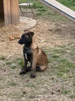 AKC/DNA Proven European working bloodlines, a male Belgian Malinois for sale in Belvidere, NC – Photo 4 of 9