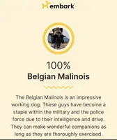 AKC/DNA Proven European working bloodlines, a male Belgian Malinois for sale in Belvidere, NC – Photo 7 of 9