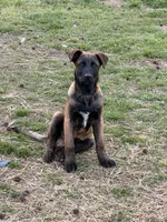 European Working Line Belgian Malinois Male – AKC Registered, a male Belgian Malinois for sale in Belvidere, NC – Photo 2 of 8