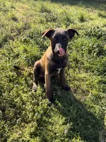 European Working Line Belgian Malinois Male – AKC Registered, a male Belgian Malinois for sale in Belvidere, NC – Photo 4 of 8