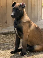 European Working Line Belgian Malinois Male – AKC Registered, a male Belgian Malinois for sale in Belvidere, NC – Photo 6 of 8
