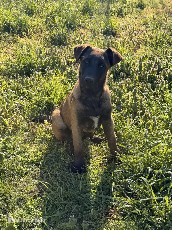 European Working Line Belgian Malinois Male – AKC Registered – Belgian Malinois puppy for sale in Belvidere, NC