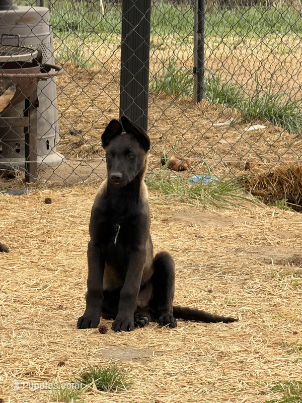 Orange  – Belgian Malinois puppy for sale in Belvidere, NC