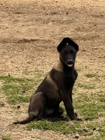 Orange , a male Belgian Malinois for sale in Belvidere, NC – Photo 4 of 9