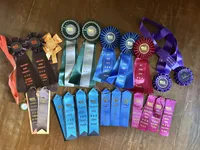 Orange , a male Belgian Malinois for sale in Belvidere, NC – Photo 6 of 9