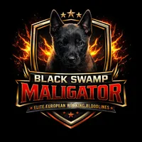 Orange , a male Belgian Malinois for sale in Belvidere, NC – Photo 5 of 9