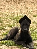 Orange , a male Belgian Malinois for sale in Belvidere, NC – Photo 3 of 9