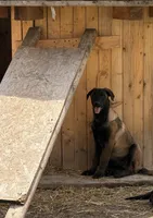 Light Blue , a male Belgian Malinois for sale in Belvidere, NC – Photo 5 of 7