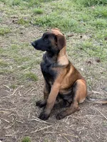 Light Blue , a male Belgian Malinois for sale in Belvidere, NC – Photo 4 of 7