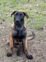 Light Blue , a male Belgian Malinois for sale in Belvidere, NC – Photo 3 of 7