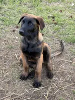 Light Blue , a male Belgian Malinois for sale in Belvidere, NC – Photo 2 of 7