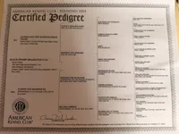 Light Blue , a male Belgian Malinois for sale in Belvidere, NC – Photo 6 of 7