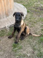 Light Blue , a male Belgian Malinois for sale in Belvidere, NC – Photo 1 of 7